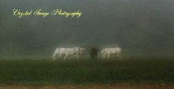 aucmisty1.jpg (5618 bytes)