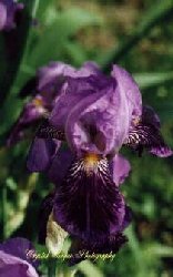 aucorchd1.jpg (11720 bytes)